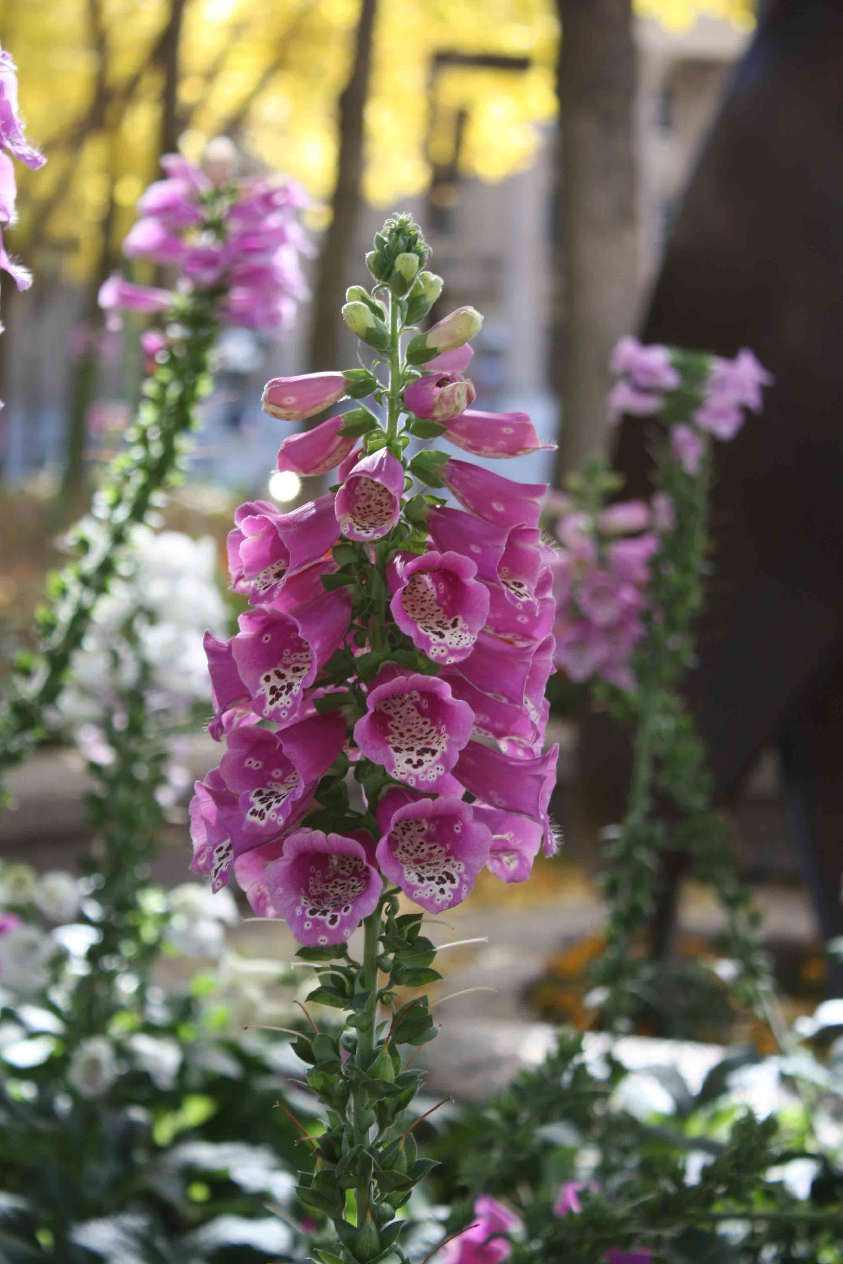 pink flowers