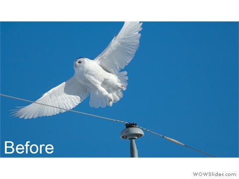 Snowy Owl In Flight with Power Lines